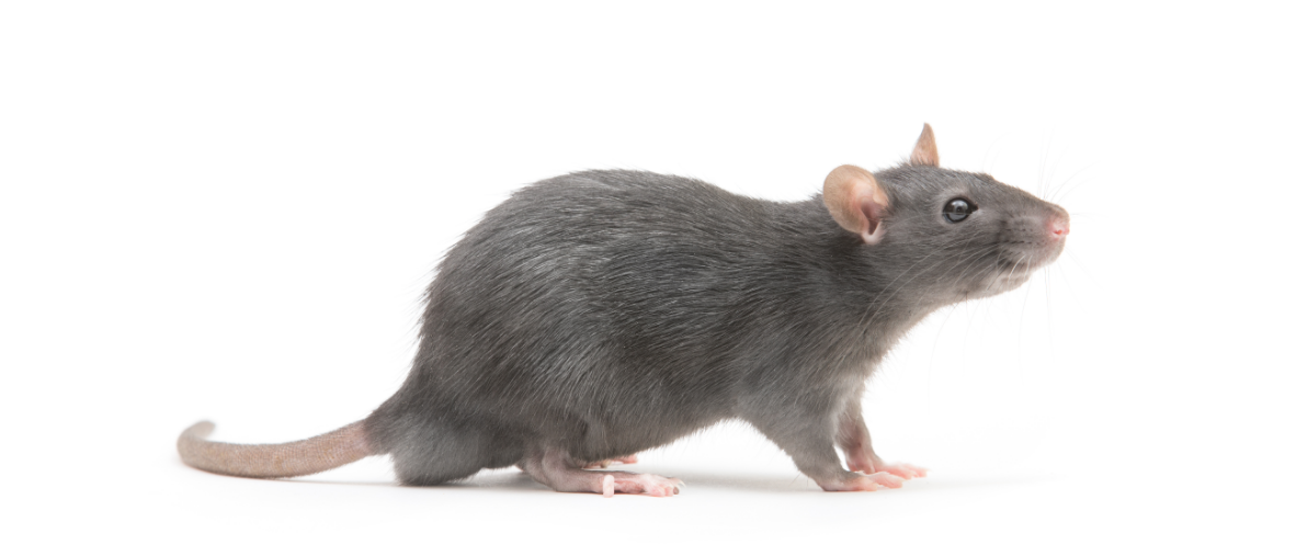 Rat Control