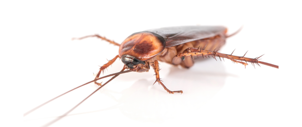 Local Pest Control