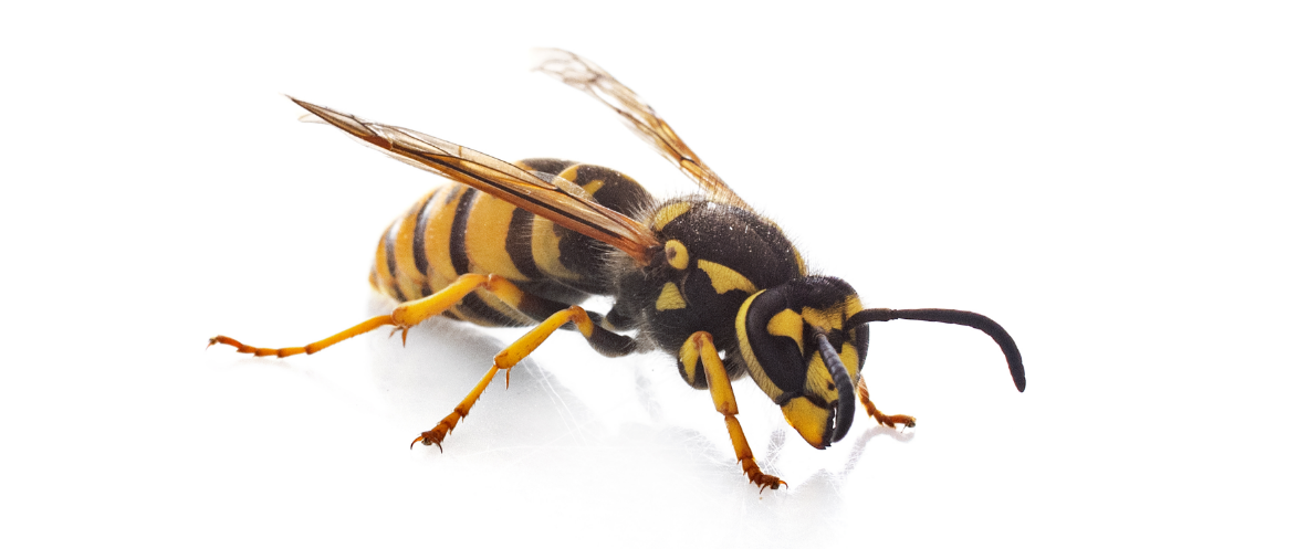 Wasp Control