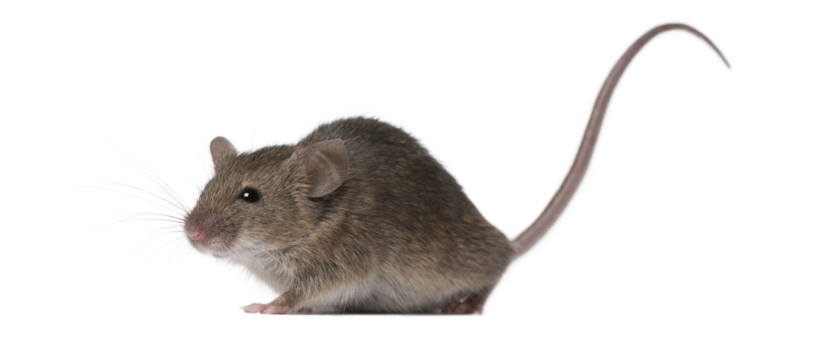 Mouse Control